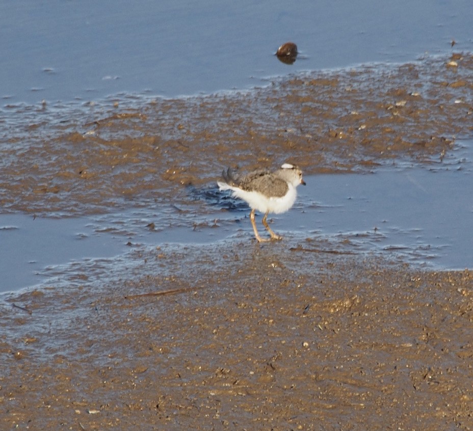 White-fronted Plover - ML346152101