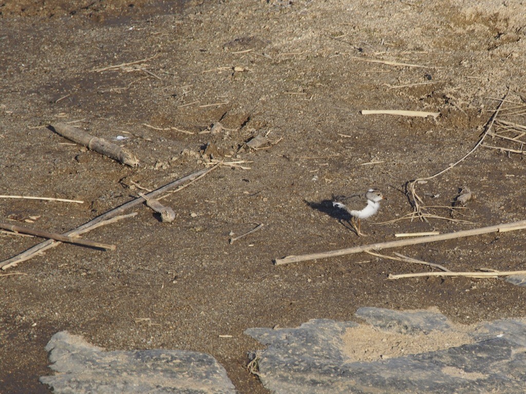 White-fronted Plover - ML346152111