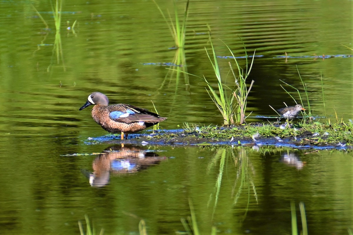 Blue-winged Teal - Geoffrey Newell