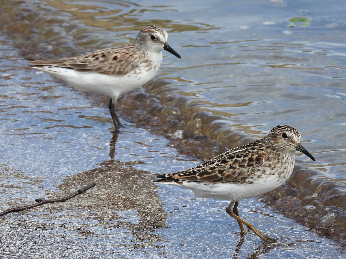 Least Sandpiper - Mark Jennings