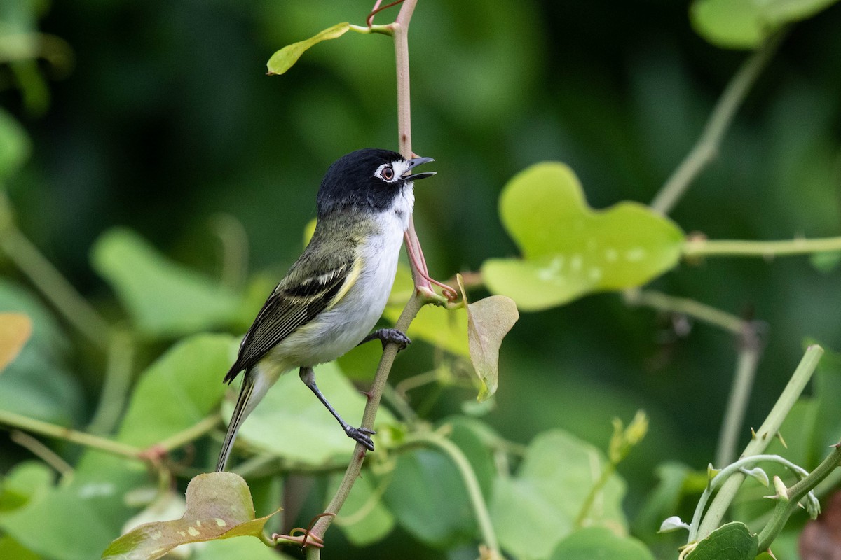 Black-capped Vireo - ML346153591