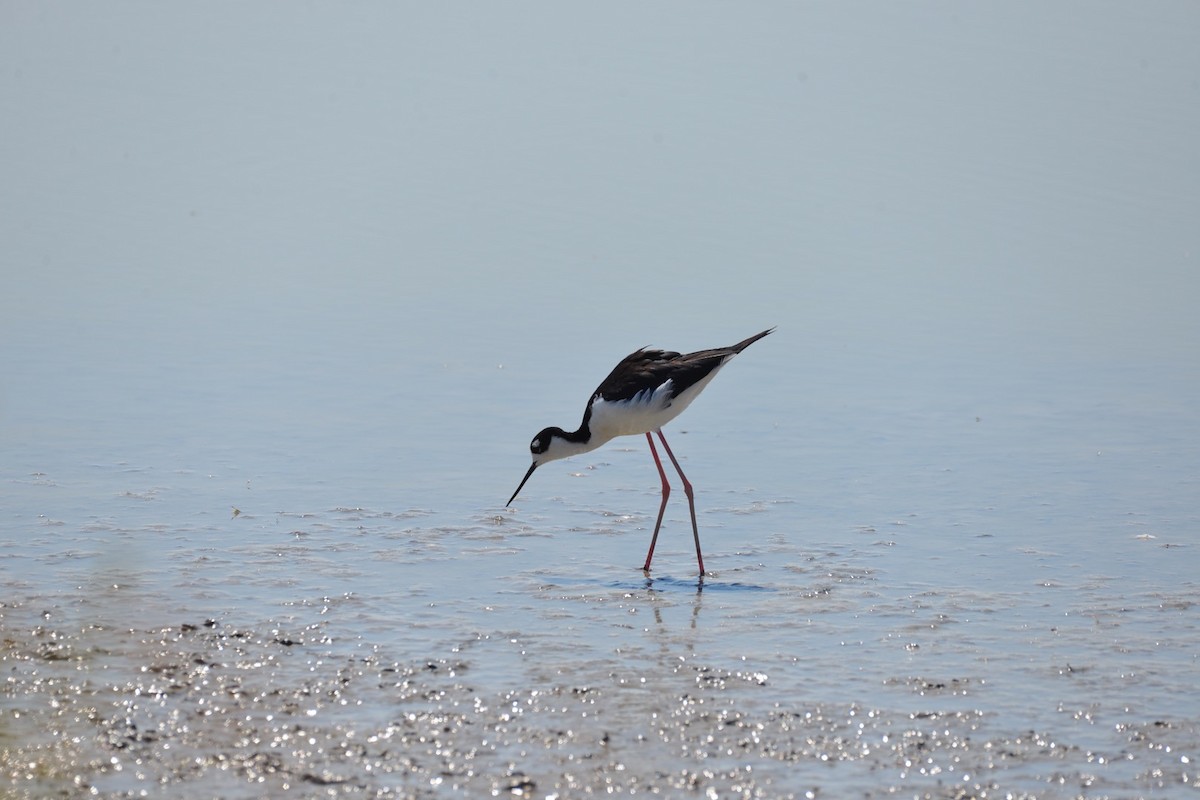 Black-necked Stilt - ML34615601