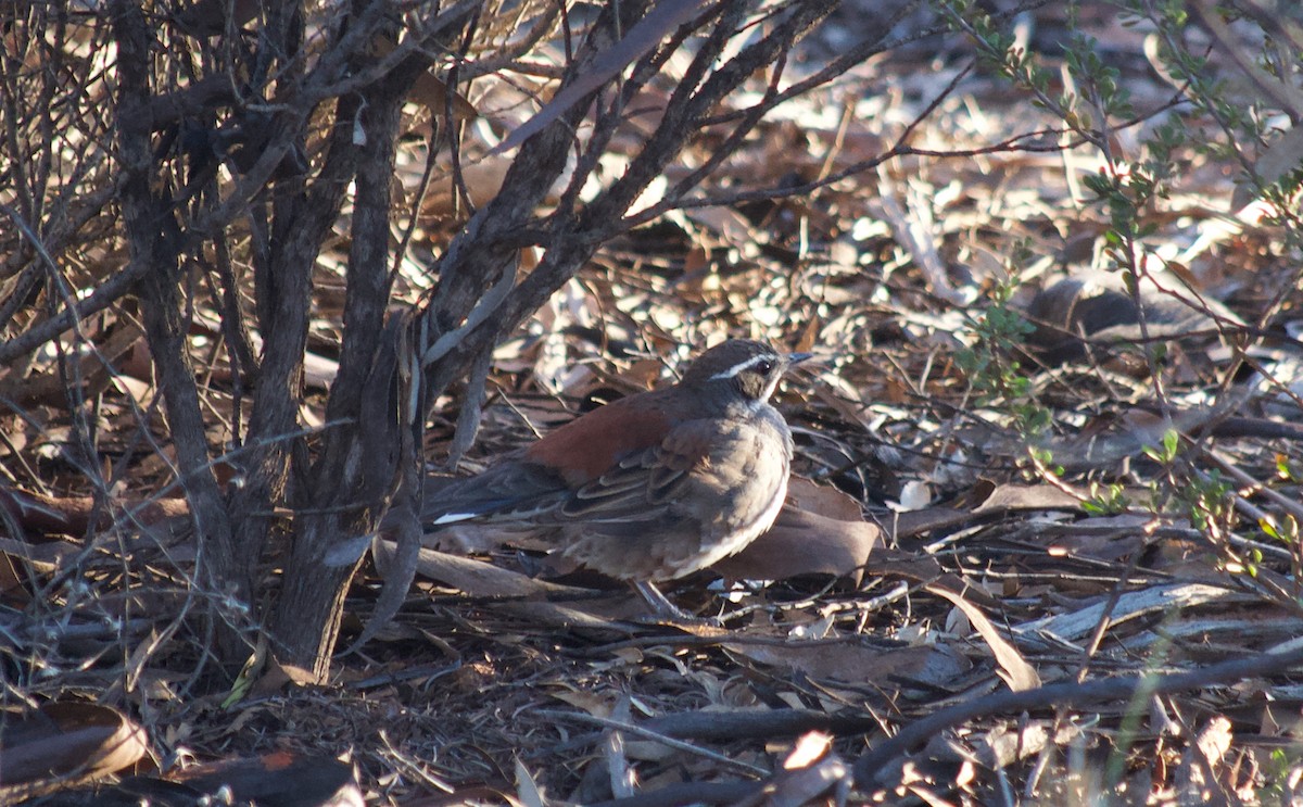 Copperback Quail-thrush - ML346156581