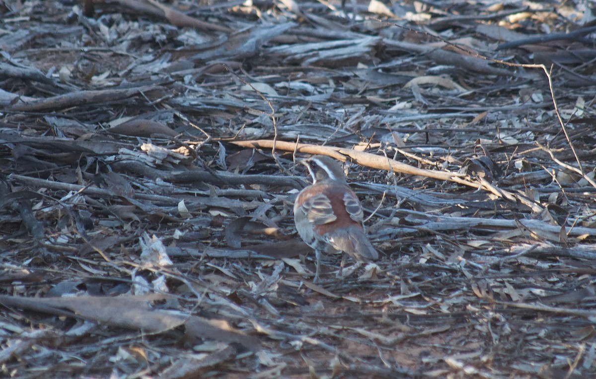 Copperback Quail-thrush - ML346156591