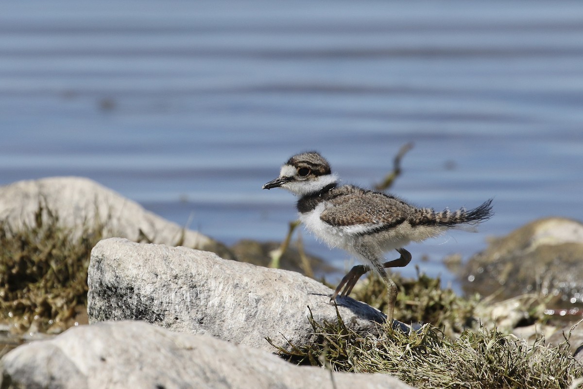 Killdeer - ML346157181