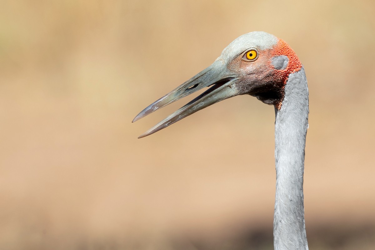 Grulla Brolga - ML346159071