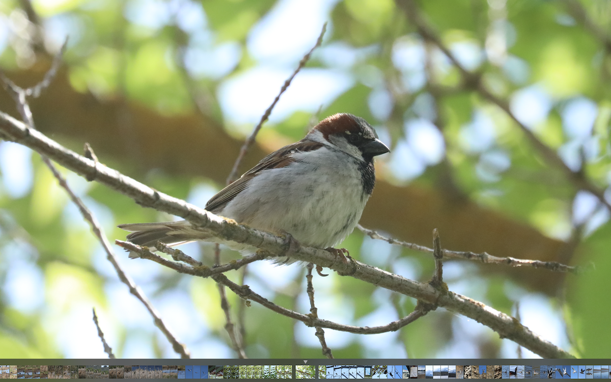 Moineau domestique - ML346159181