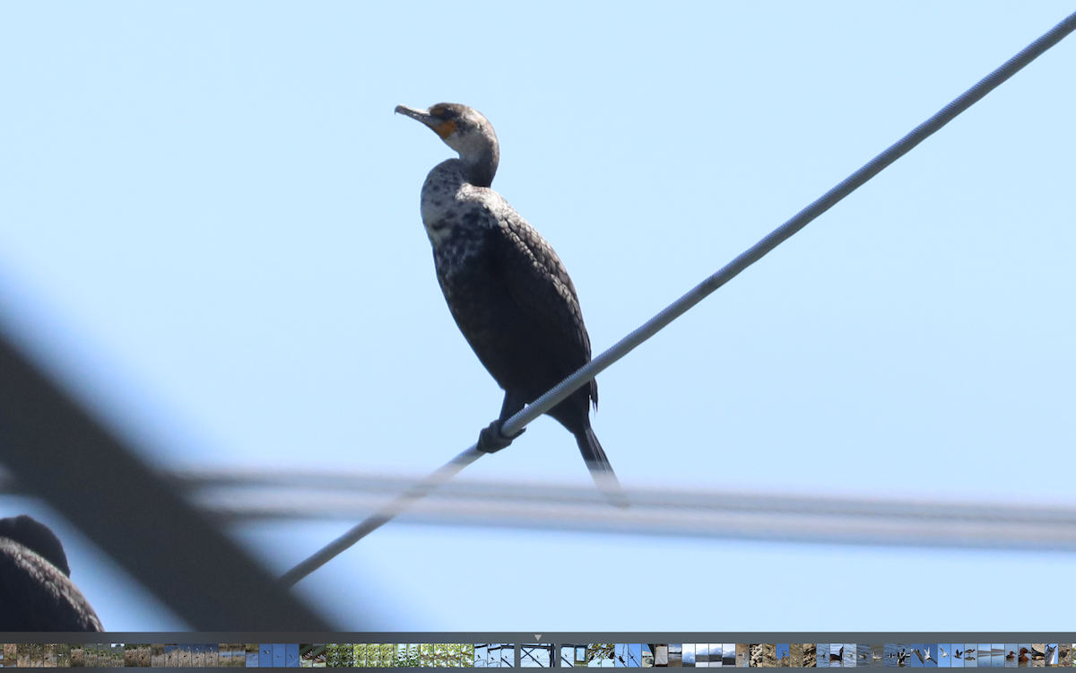 Double-crested Cormorant - ML346159261