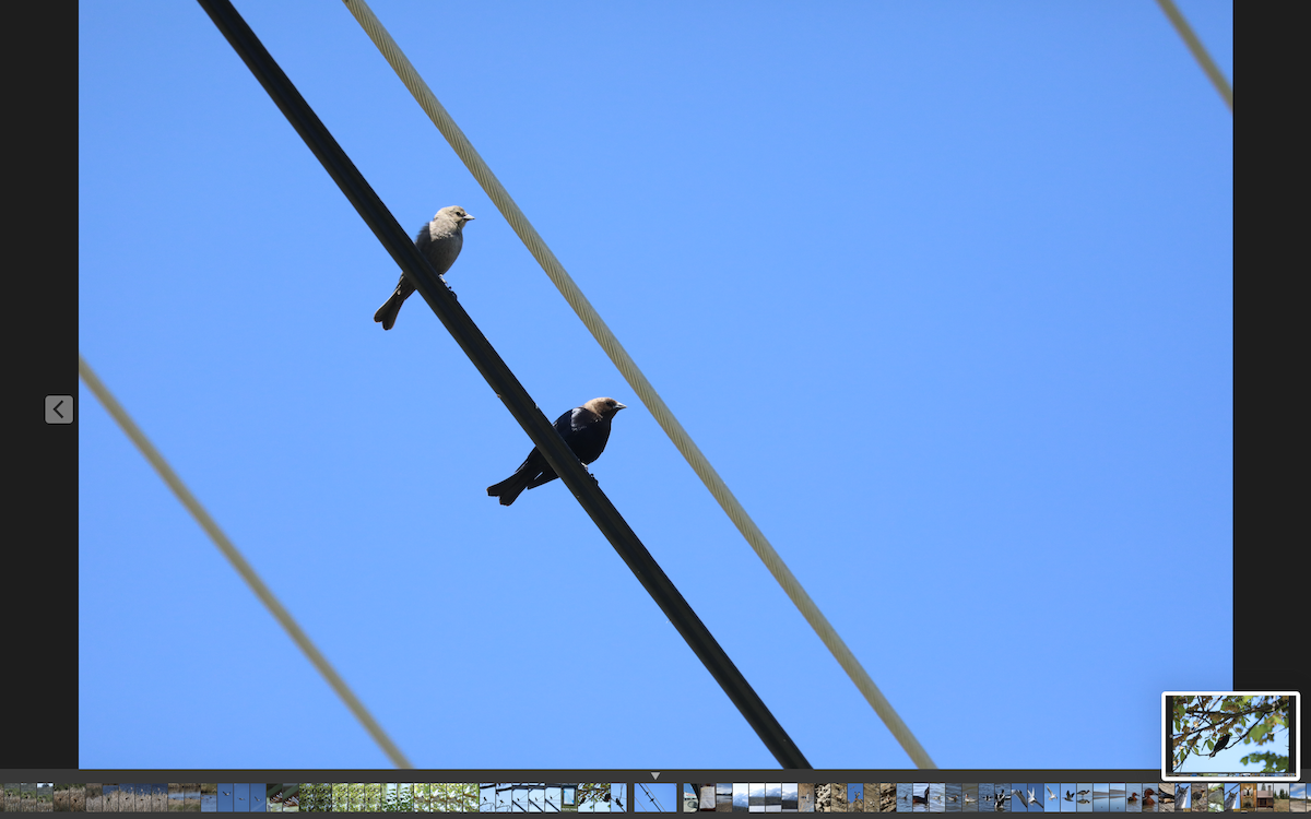 Brown-headed Cowbird - ML346159281