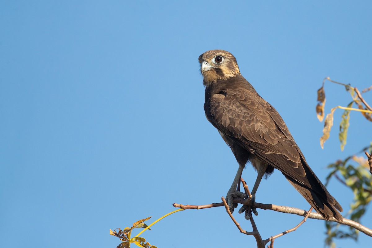 Brown Falcon - David Irving