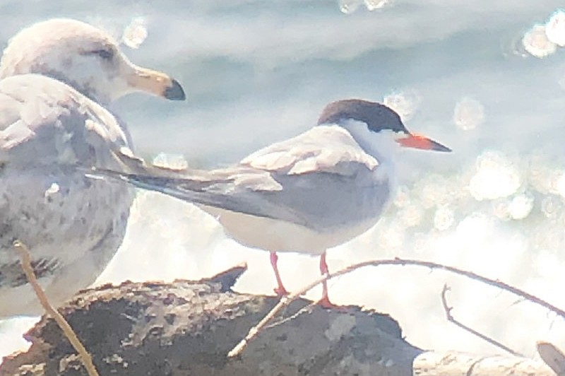 Forster's Tern - ML346159531