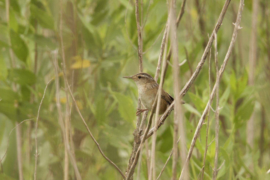 Marsh Wren - ML346159671
