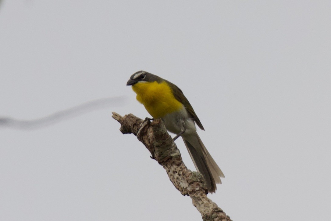 Yellow-breasted Chat - ML346159701
