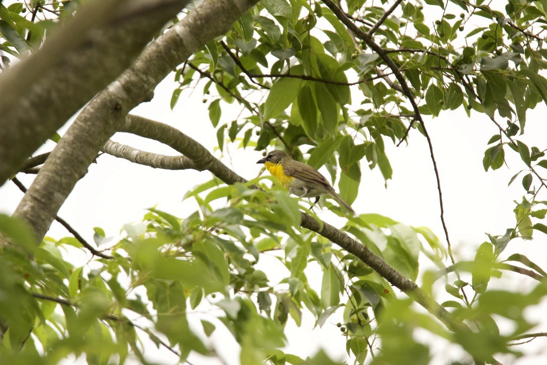 Yellow-breasted Chat - ML346159711