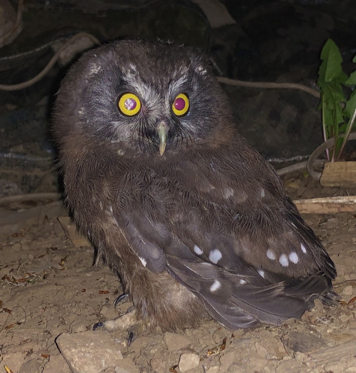 Boreal Owl (Richardson's) - ML346161781