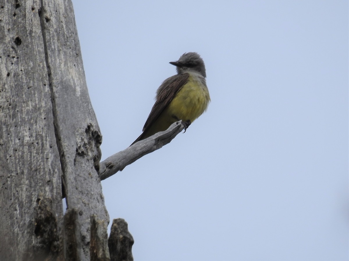 Western Kingbird - ML346162121