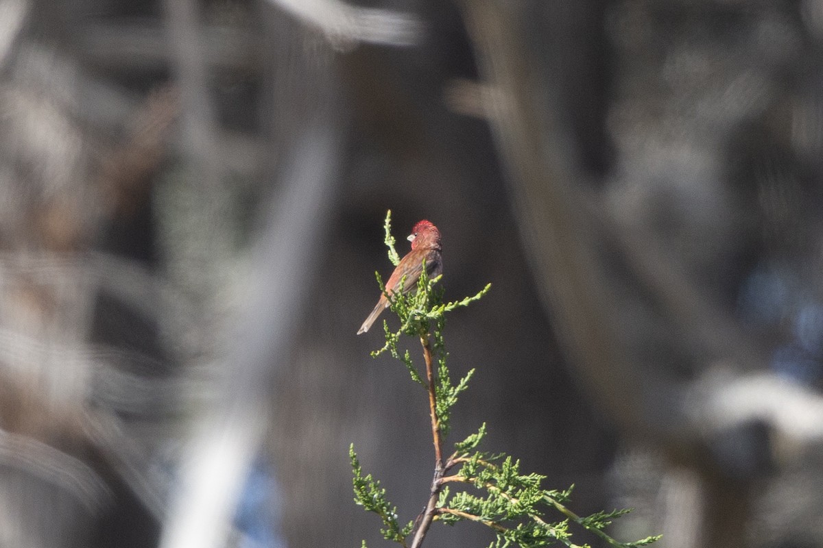 Purple Finch - ML346163181