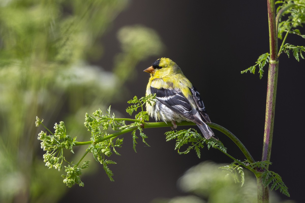 American Goldfinch - ML346163641