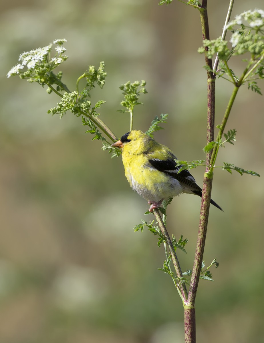 American Goldfinch - ML346163661