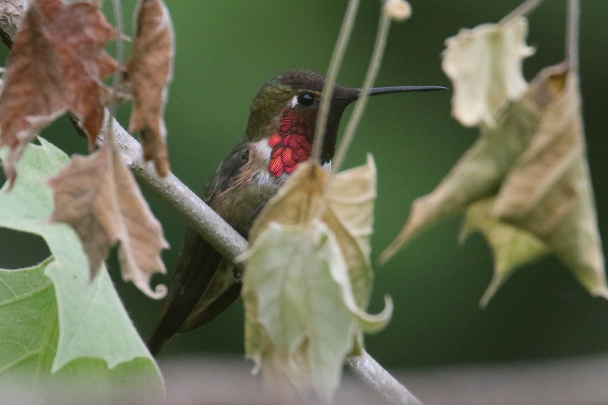 Anna's x Rufous Hummingbird (hybrid) - ML346163821