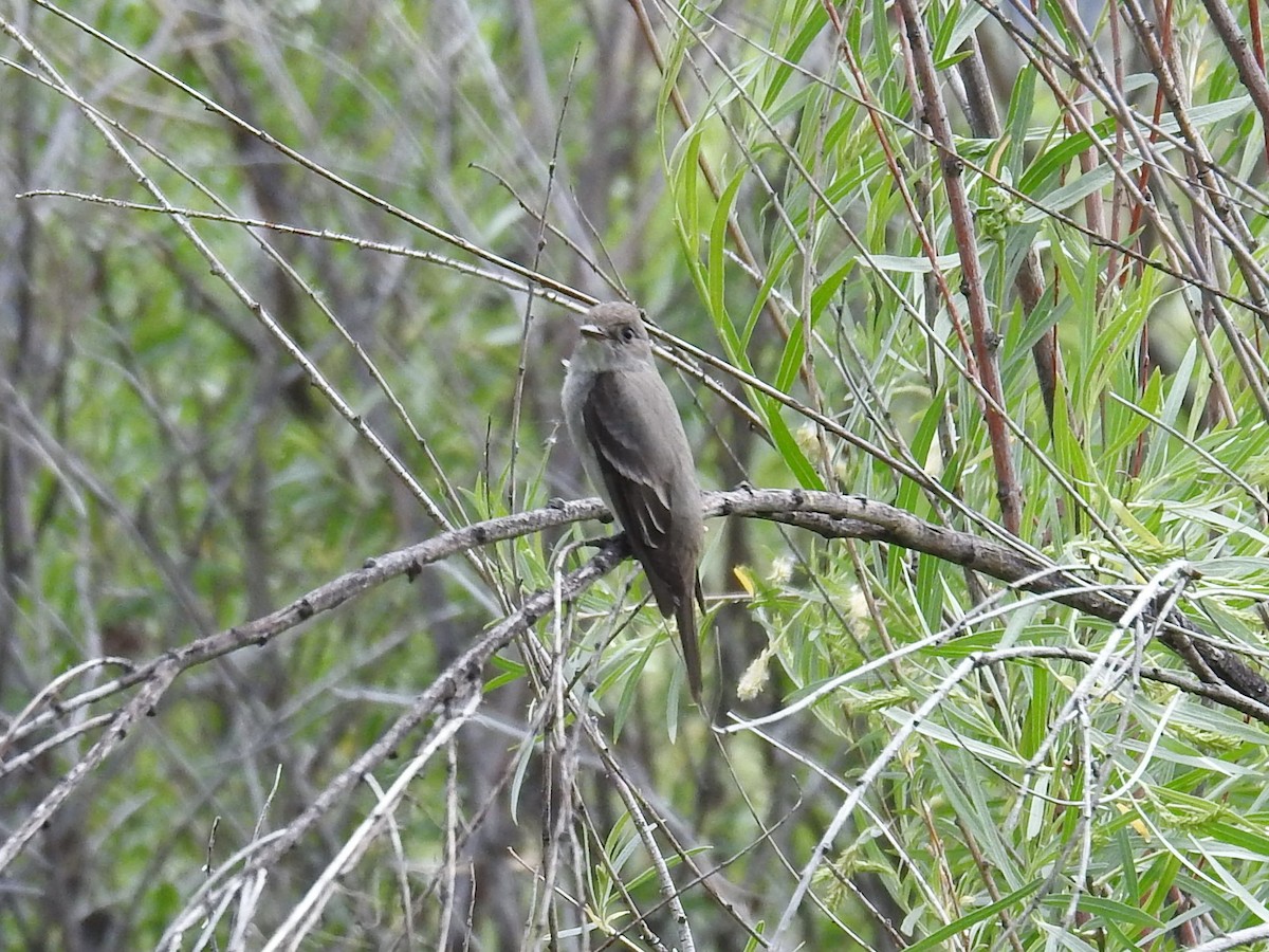 Western Wood-Pewee - ML346164621