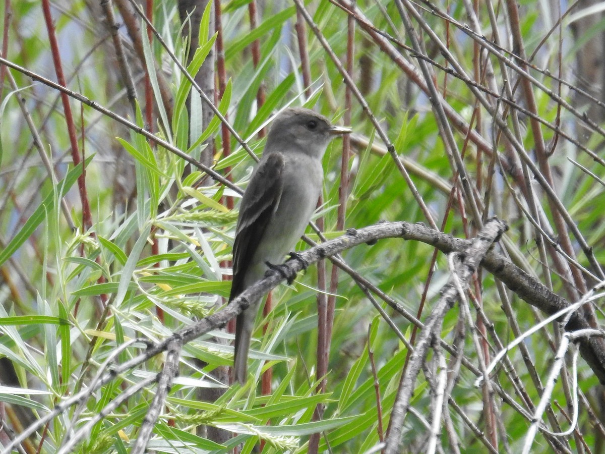 Western Wood-Pewee - ML346165211