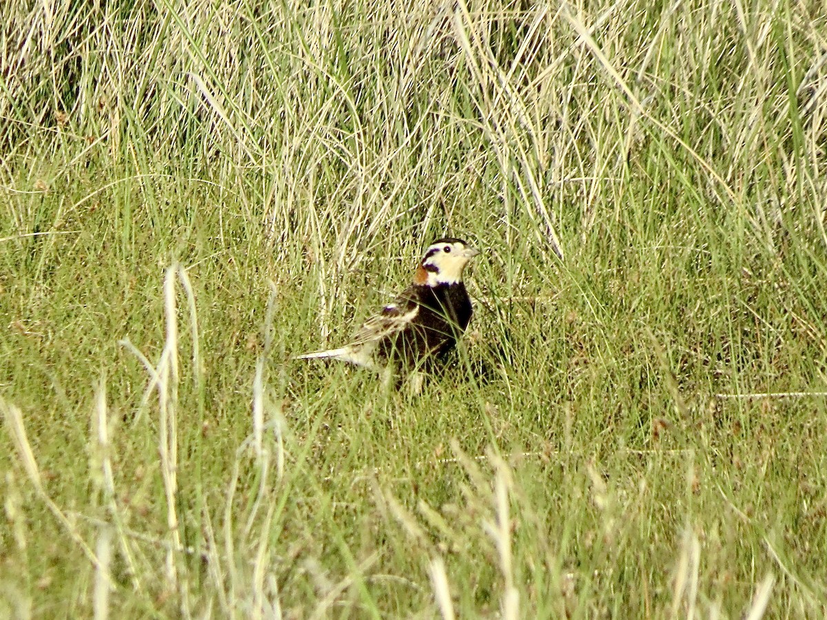 Chestnut-collared Longspur - Jody Allair