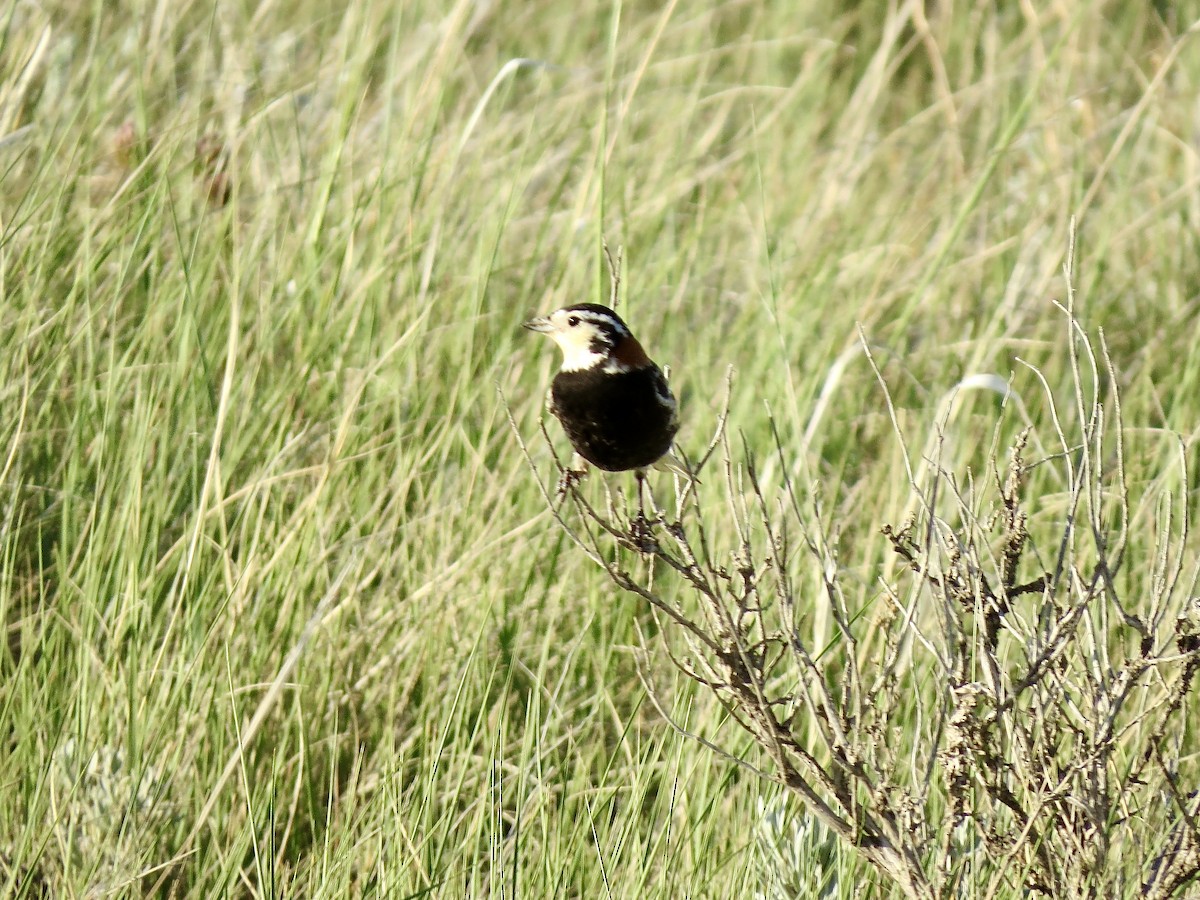 Chestnut-collared Longspur - Jody Allair