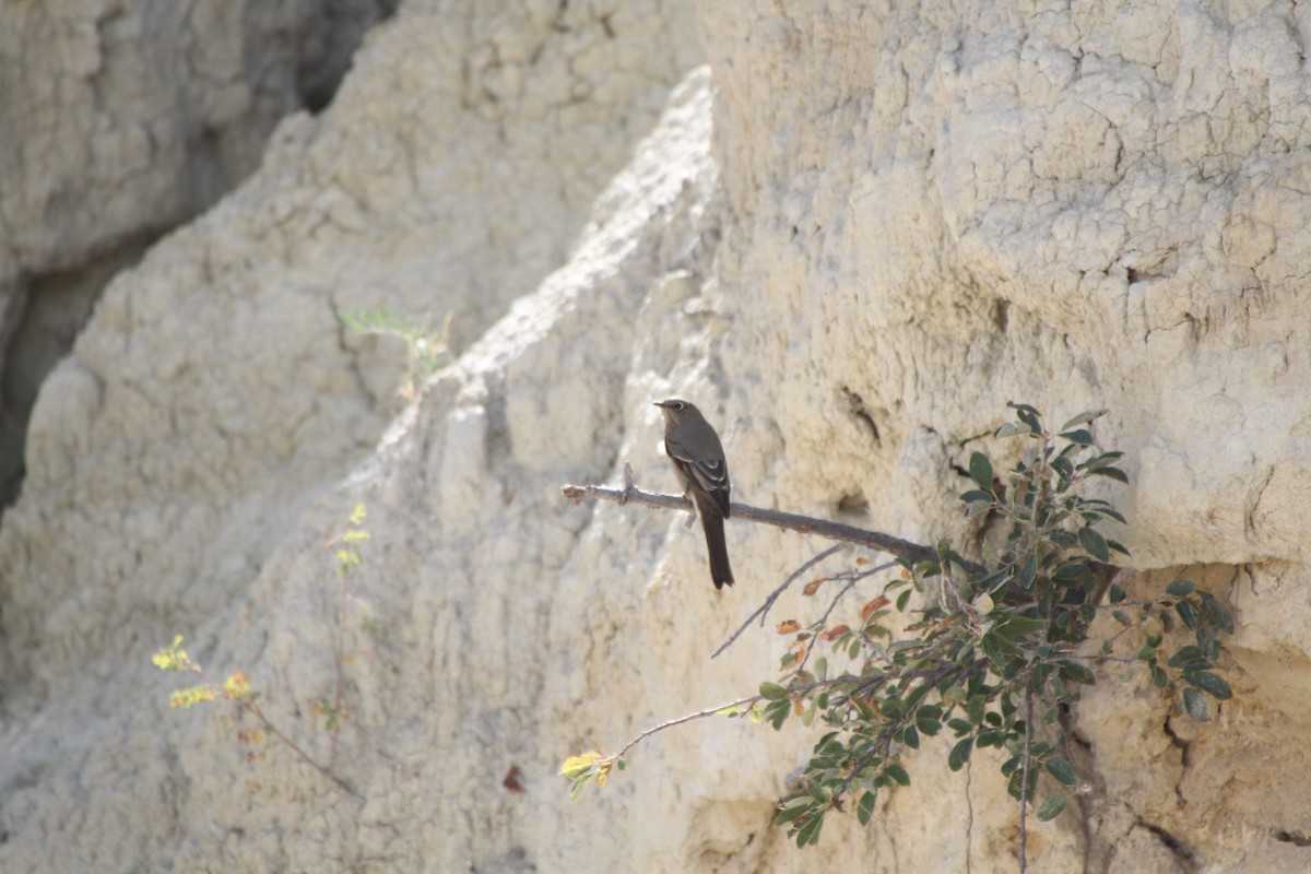 Townsendklarino - ML34616691