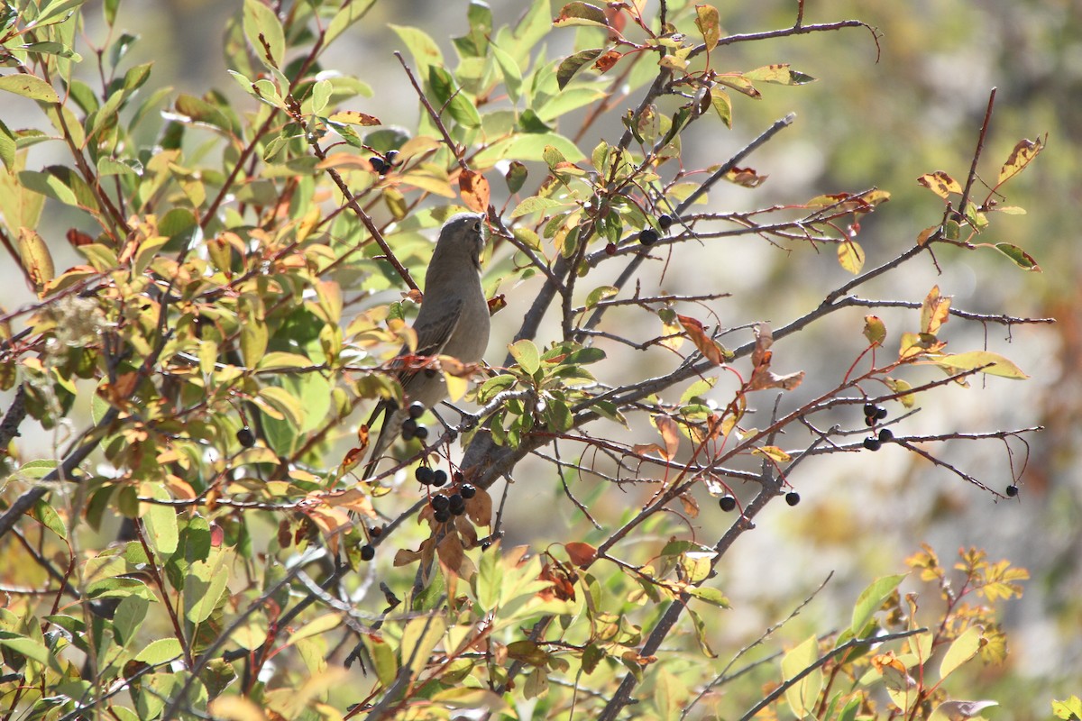 Townsendklarino - ML34616701