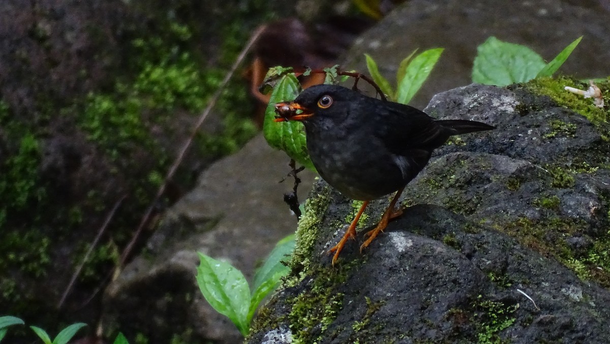 Slaty-backed Nightingale-Thrush - Diego Ramírez