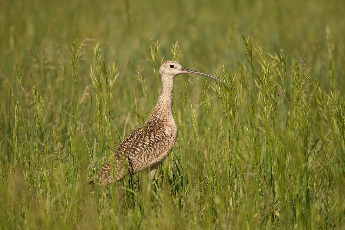 Long-billed Curlew - Jonathan Nikkila