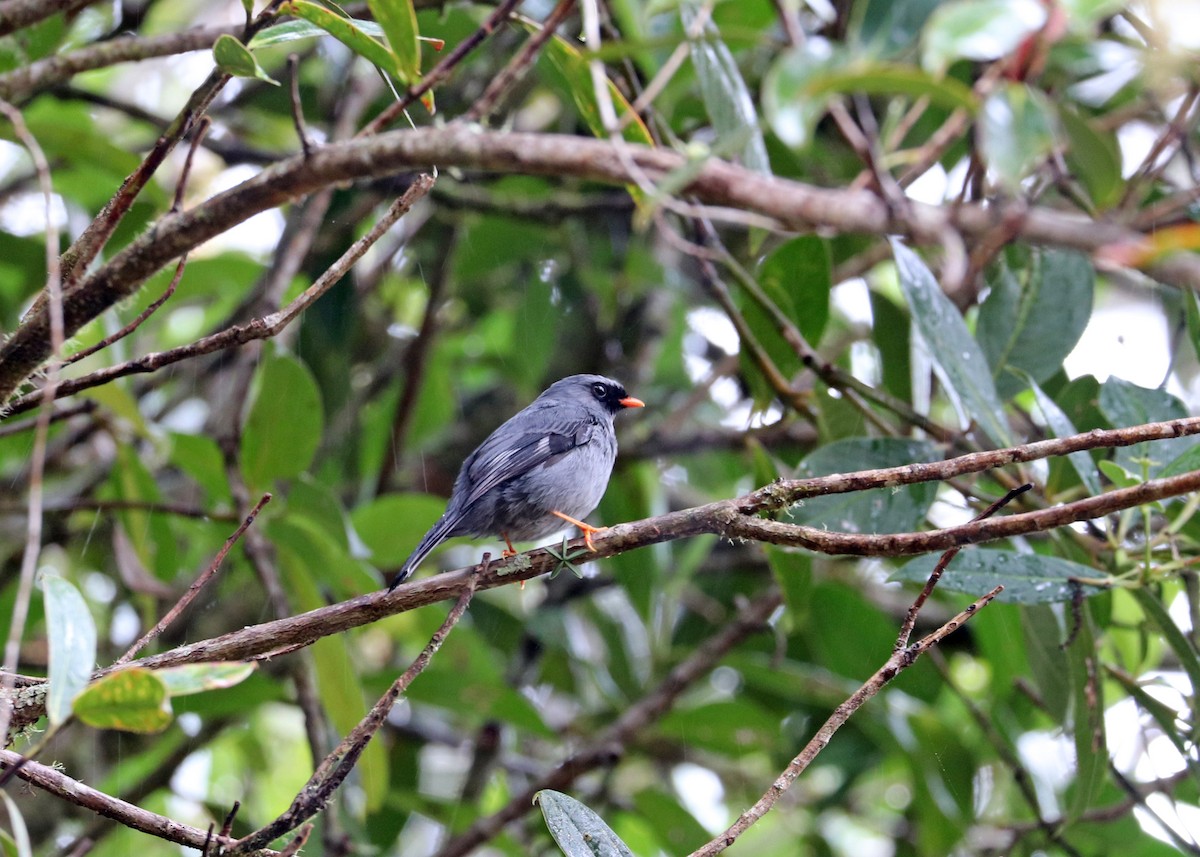 Black-faced Solitaire - Noreen Baker