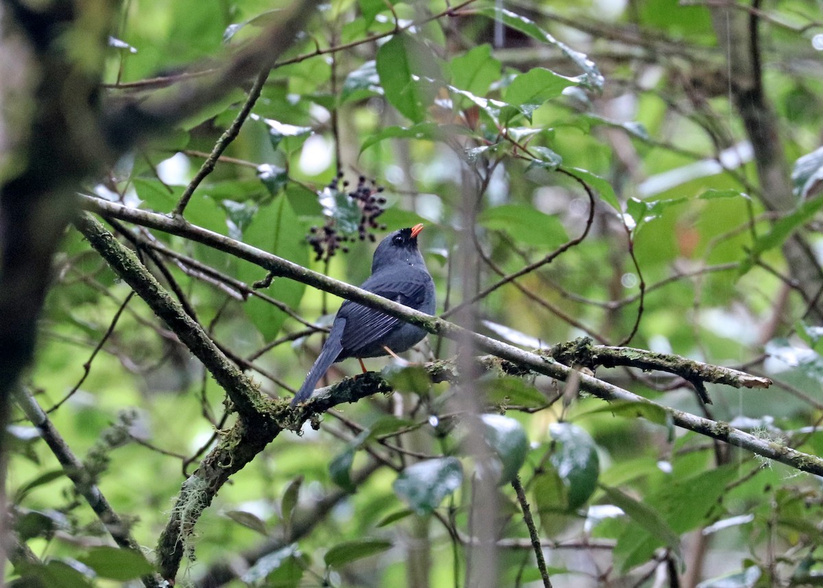 Black-faced Solitaire - Noreen Baker