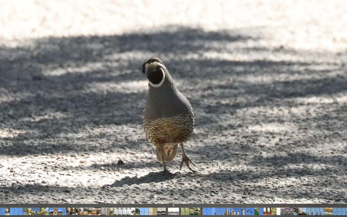 California Quail - ML346168201