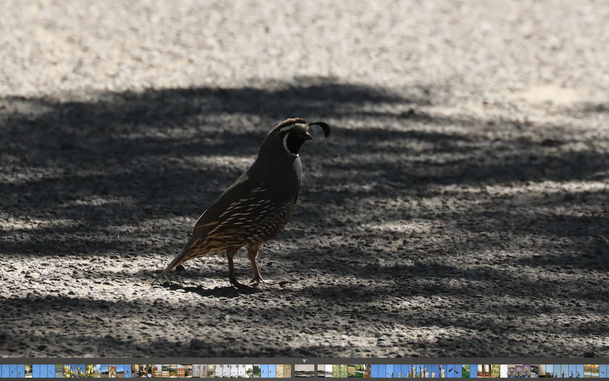 California Quail - ML346168211