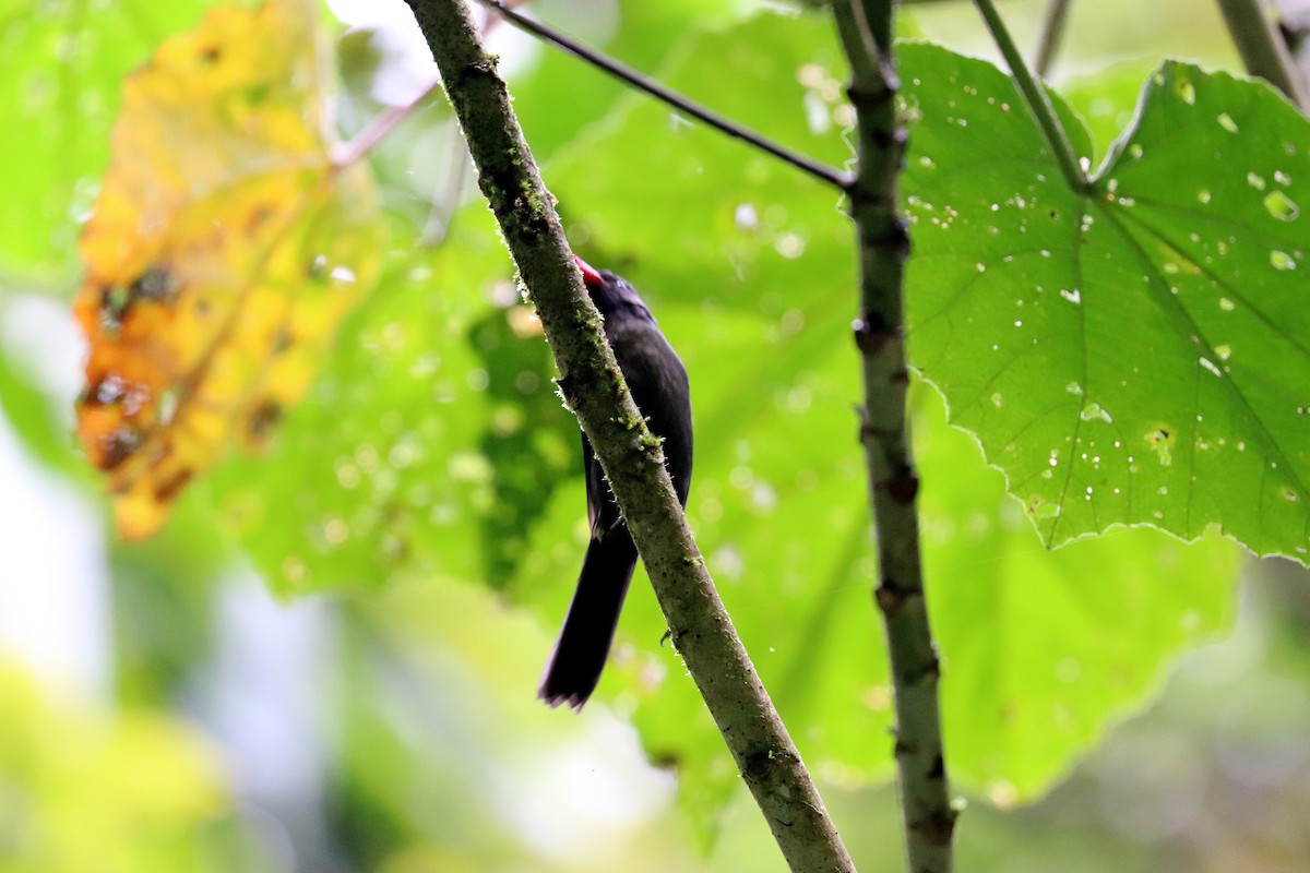 Sooty Thrush - ML346168261