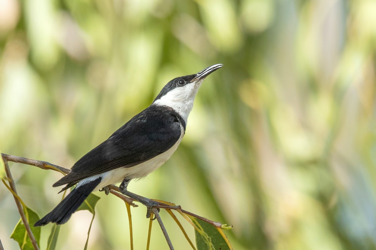 Banded Honeyeater - David Irving