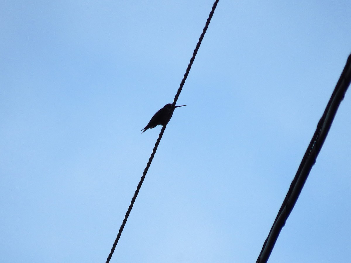 Ruby-throated Hummingbird - Chris Barrigar