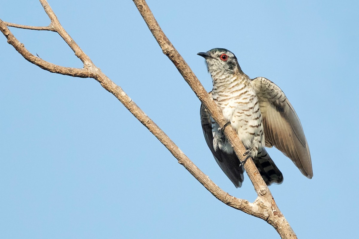 Little Bronze-Cuckoo (Little) - David Irving