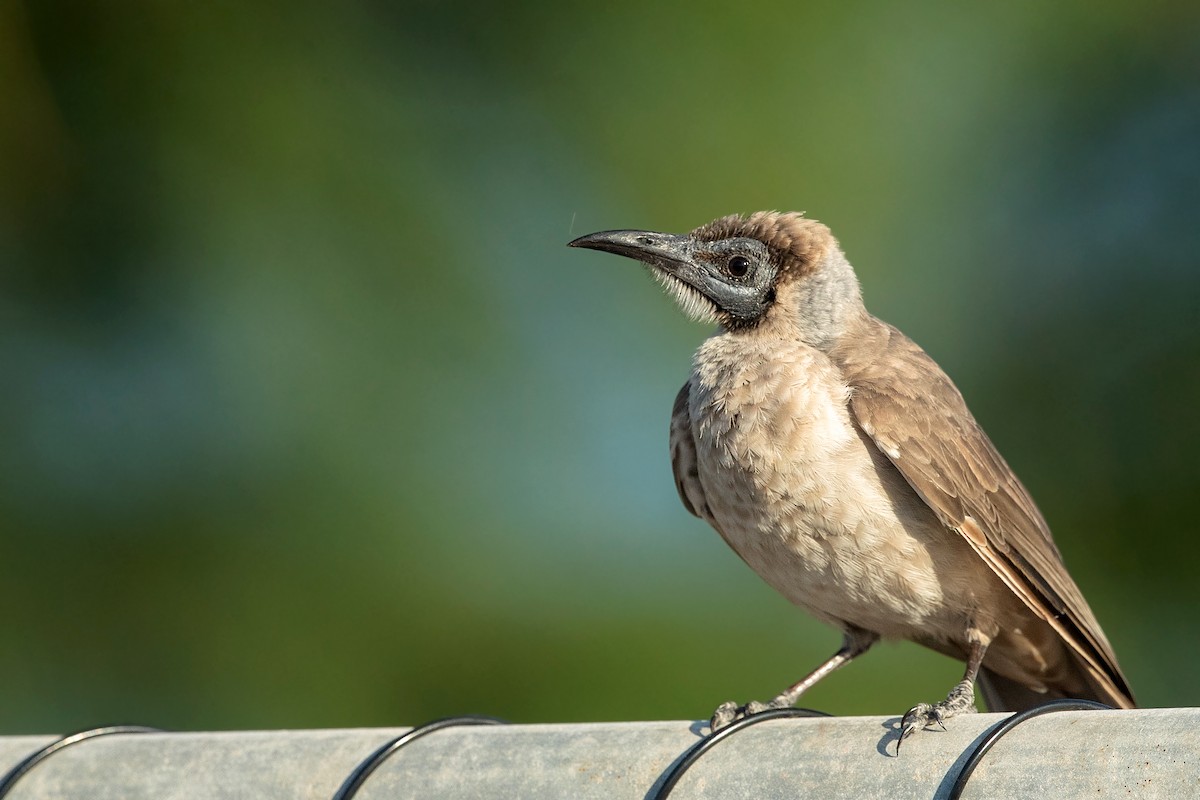 Little Friarbird - ML346170531