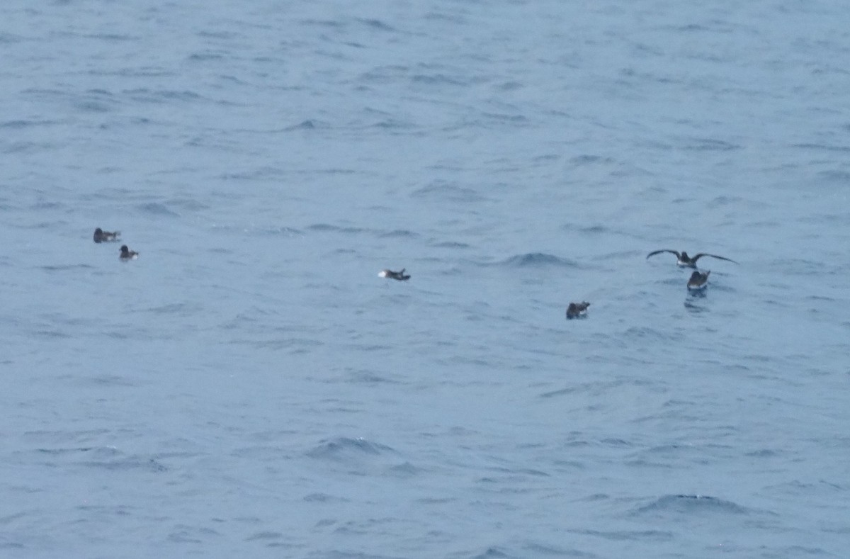 Petrel de Tahití - ML346171801