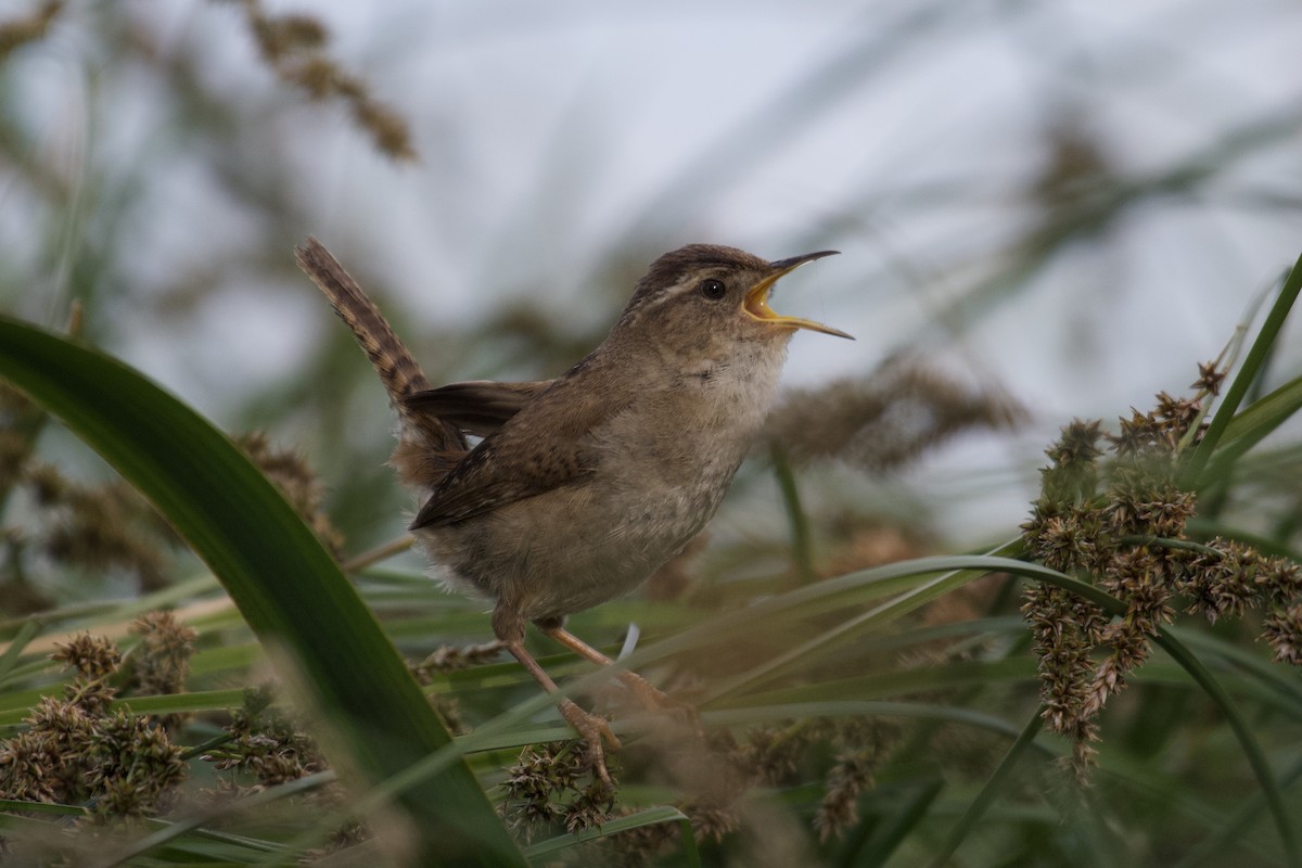 Marsh Wren - ML346172421