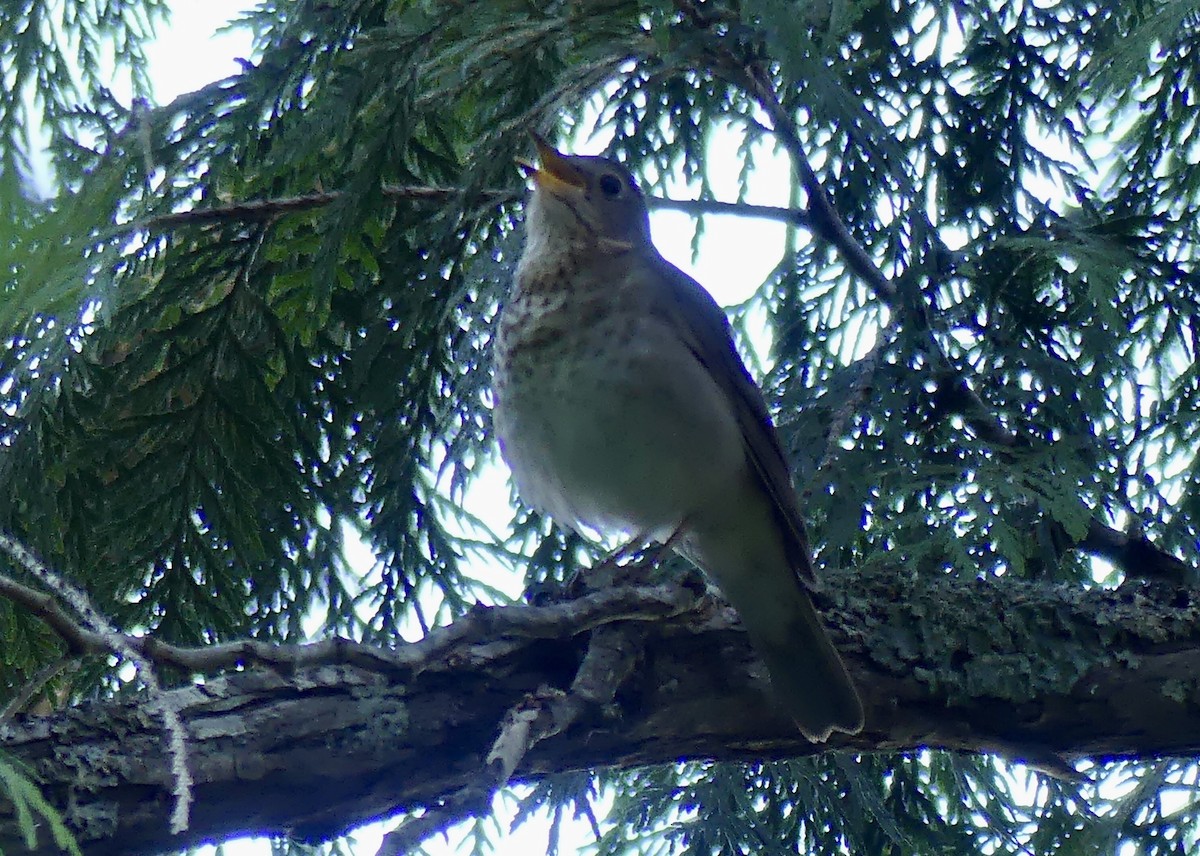 Swainson's Thrush - ML346172561