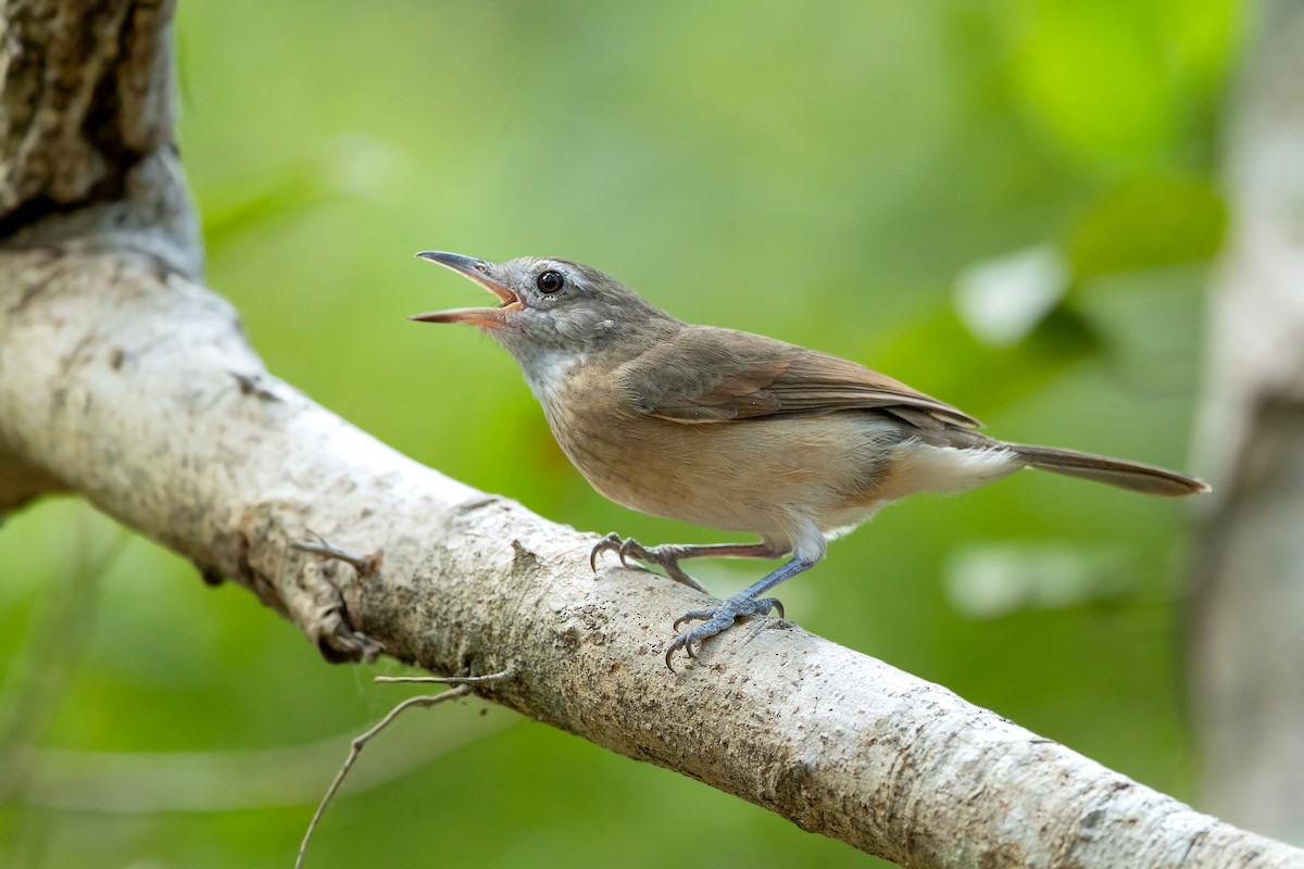 Little Shrikethrush (Arafura) - David Irving