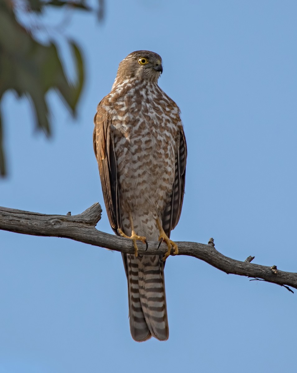 Collared Sparrowhawk - ML34617291