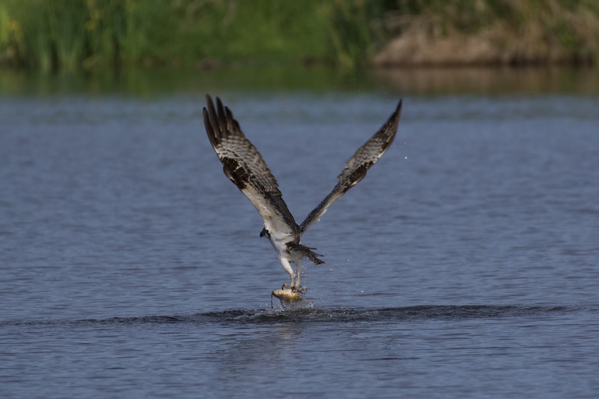 Osprey - ML346172991