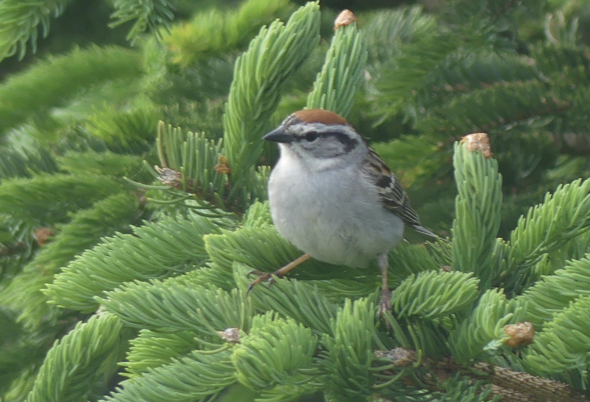 Chipping Sparrow - ML346176741