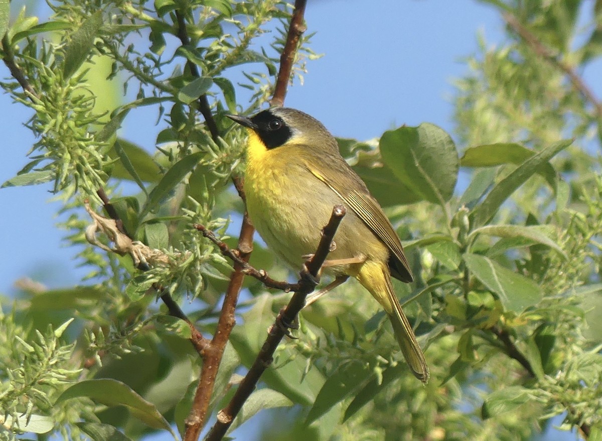 Common Yellowthroat - ML346176761