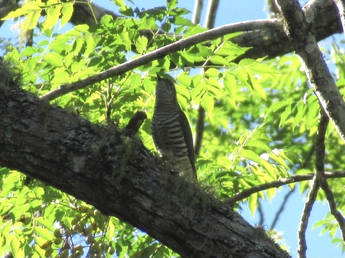 Shining Bronze-Cuckoo - ML346176831